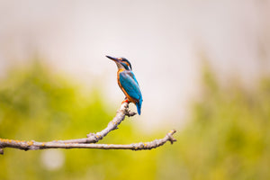 aluminium-print-the-kingfisher