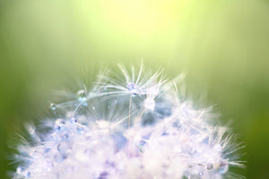 canvas-print-dandelion-xl-in-morning-dew