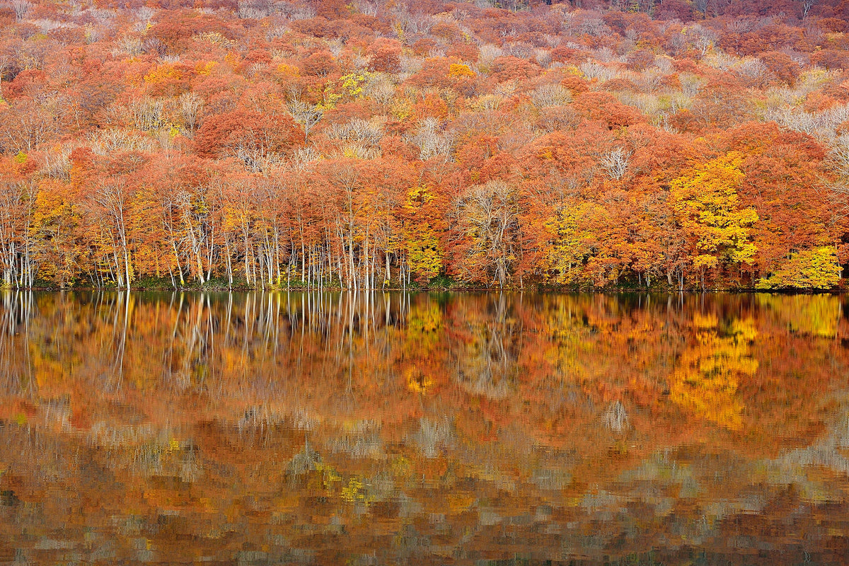 canvas-print-glowing-autumn-x