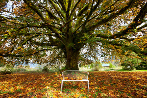 framedposter-print-my-favorite-tree