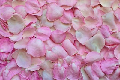 poster-print-rose-petals-in-pink-ii