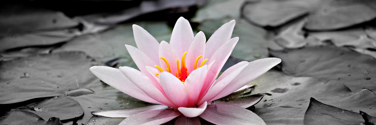 panoramic-3-piece-canvas-print-the-art-of-water-lily-panorama