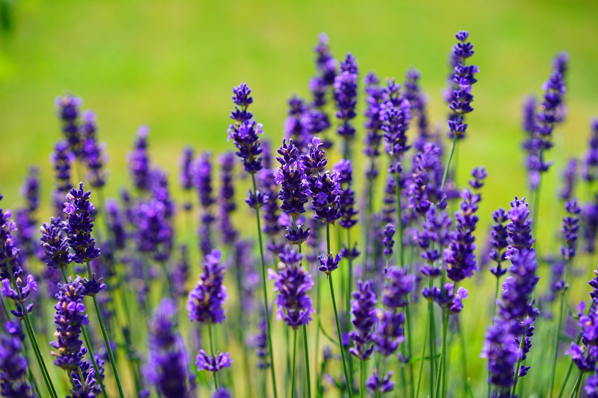 aluminium-print-beautiful-lavender