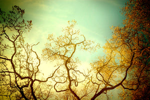 3-piece-aluminium-print-autumn-trees-ii