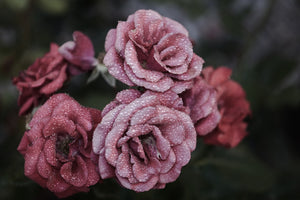 canvas-print-romantic-roses