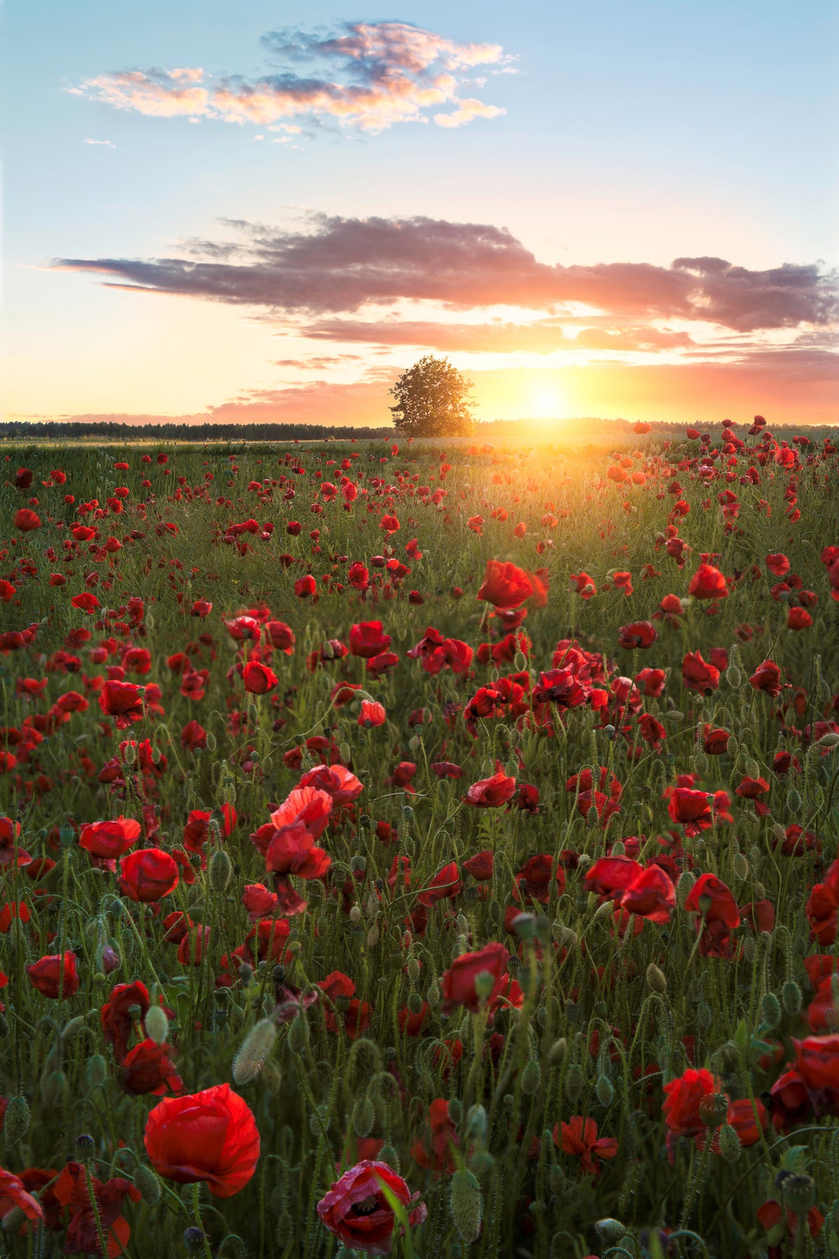 acrylic-print-poppy-fields-of-sweden