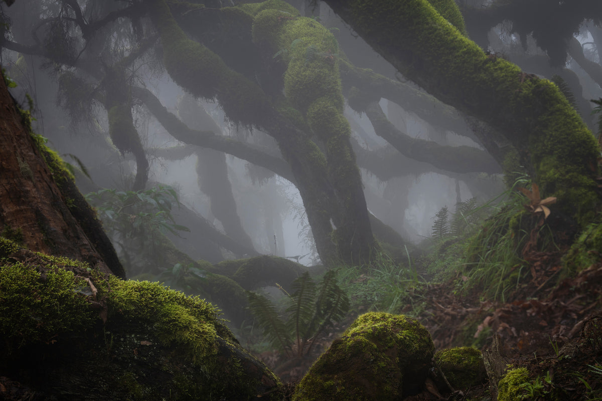 poster-print-harenna-forest-xlf