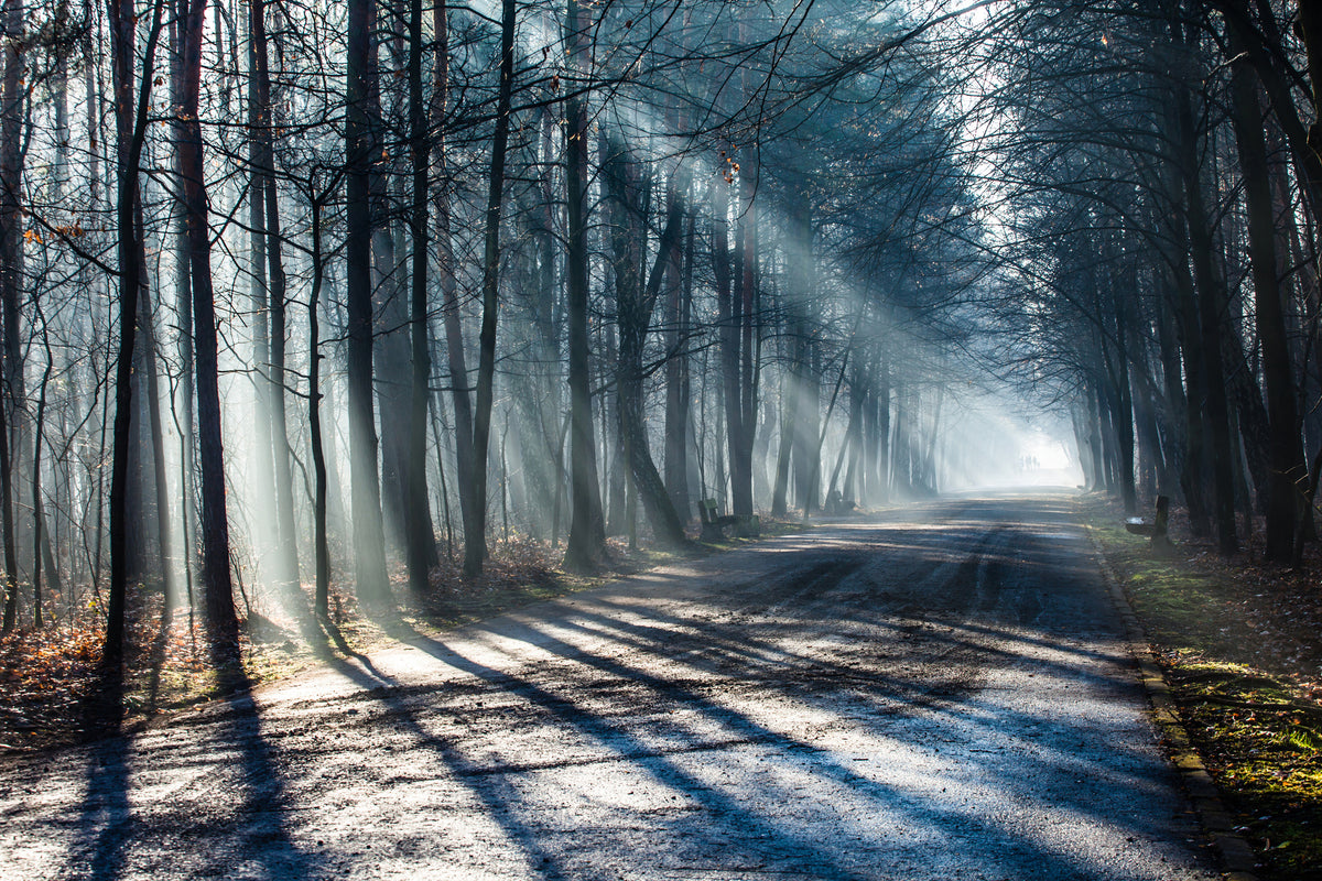 modern-3-piece-canvas-print-forest-in-the-light-beam