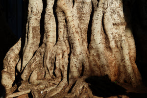 3-piece-canvas-print-tree-close-up