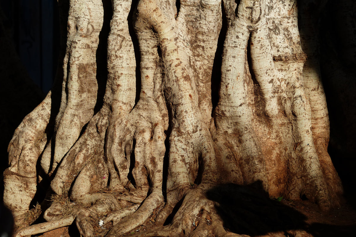 3-piece-canvas-print-tree-close-up