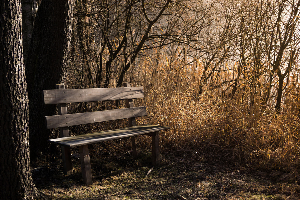 poster-print-wooden-bench-in-the-forest