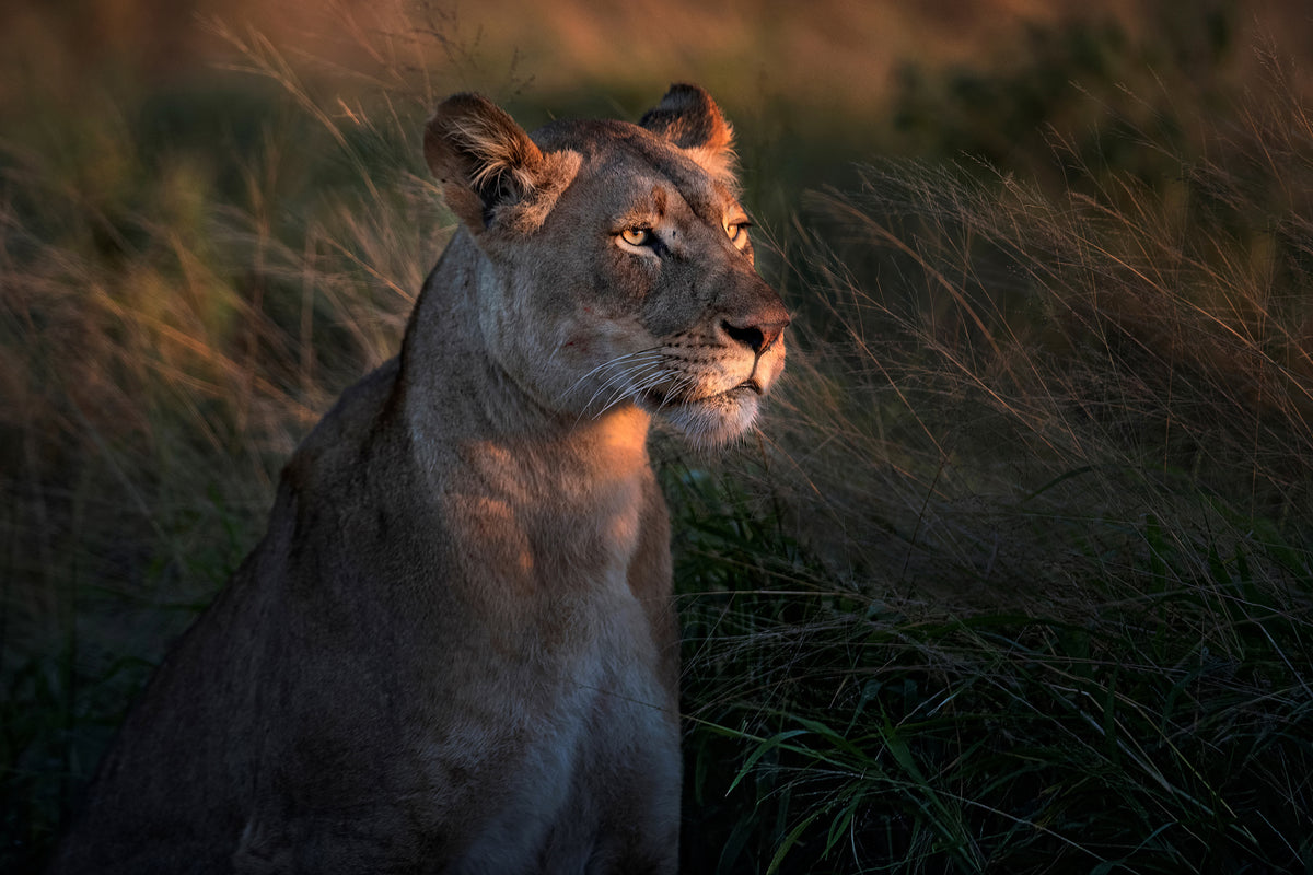 canvas-print-lioness-at-first-day-ligth-x