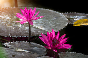 framedposter-print-water-lily-in-the-morning-dew