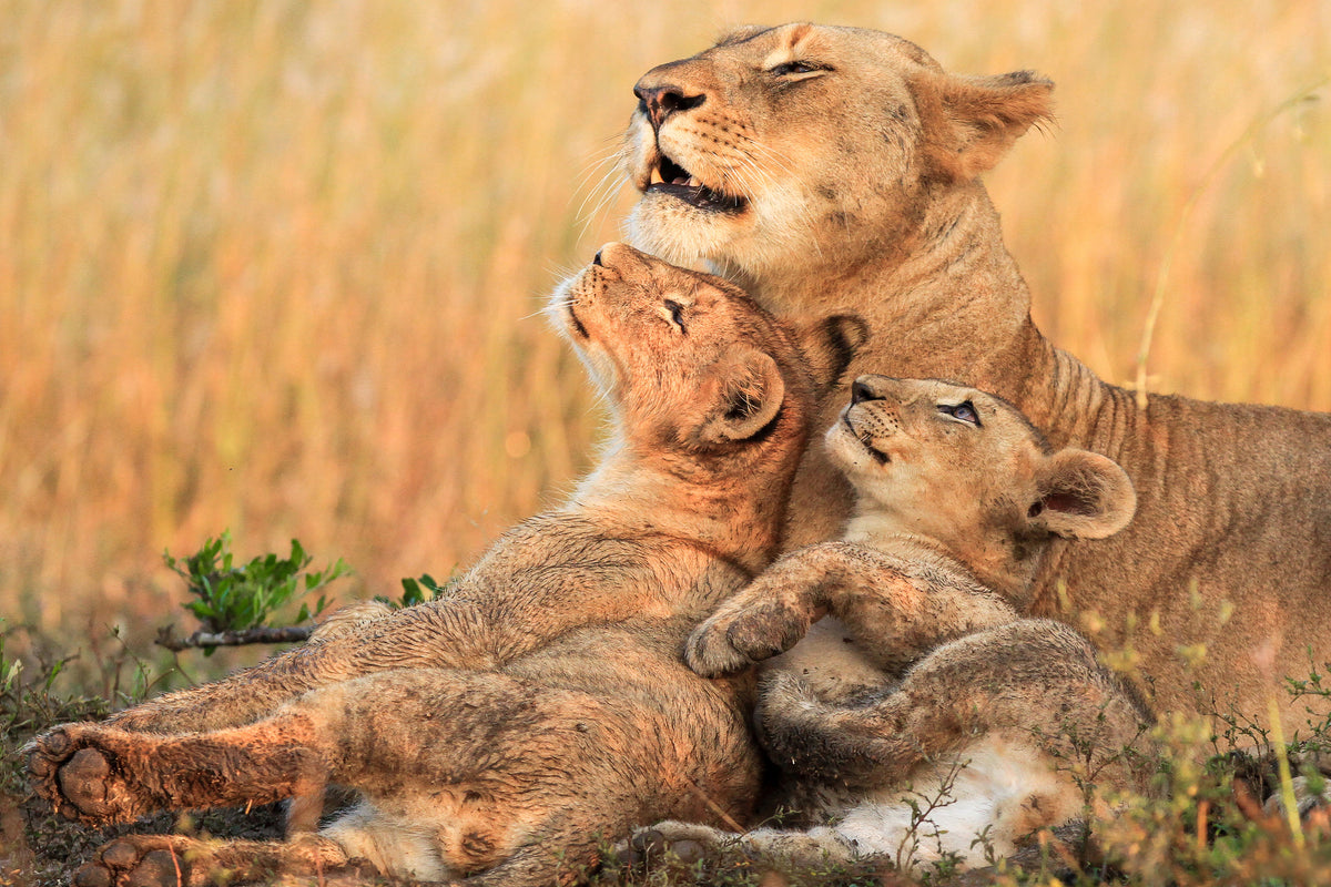 aluminium-print-mothers-love-x