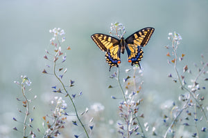 modern-3-piece-acrylic-print-swallowtail-beauty