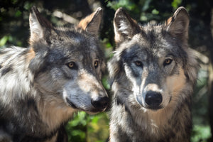 canvas-print-2-wolves
