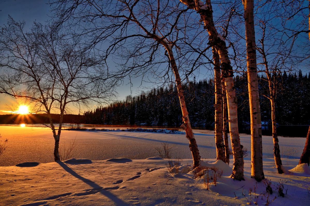 3-piece-acrylic-print-birches-in-the-sunset