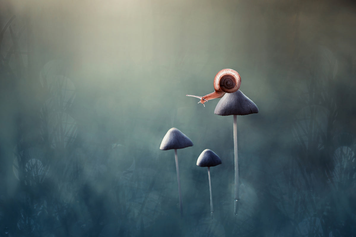 acrylic-print-lonely