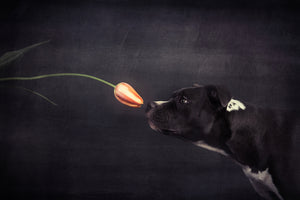 poster-print-first-approach-hildegard-and-the-tulip