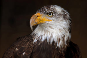 canvas-print-caged-eagle