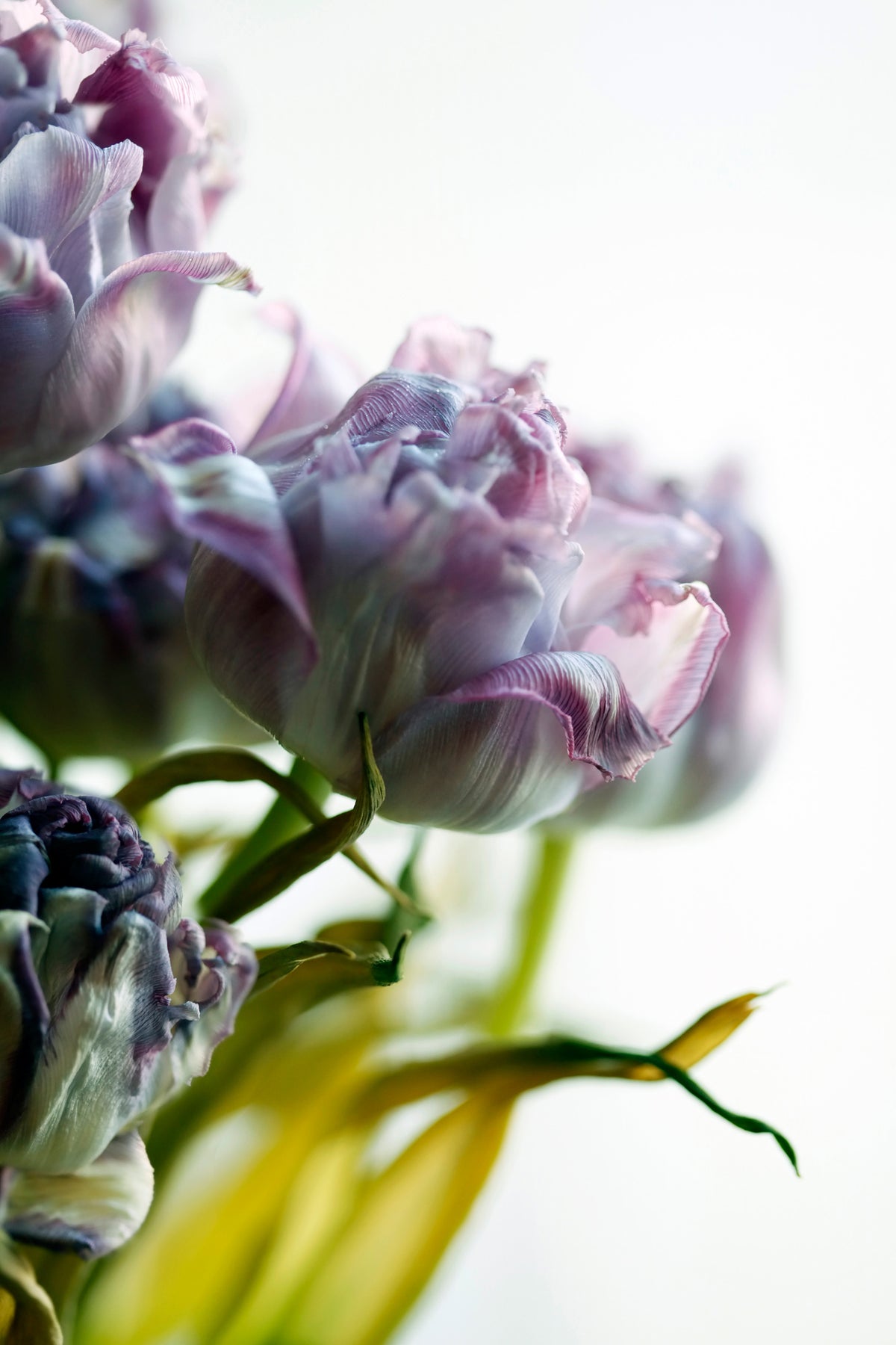 aluminium-print-tulip-bouquet