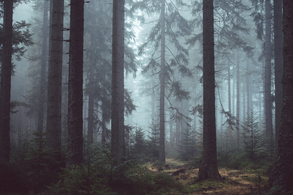 3-piece-acrylic-print-forest-in-the-fog