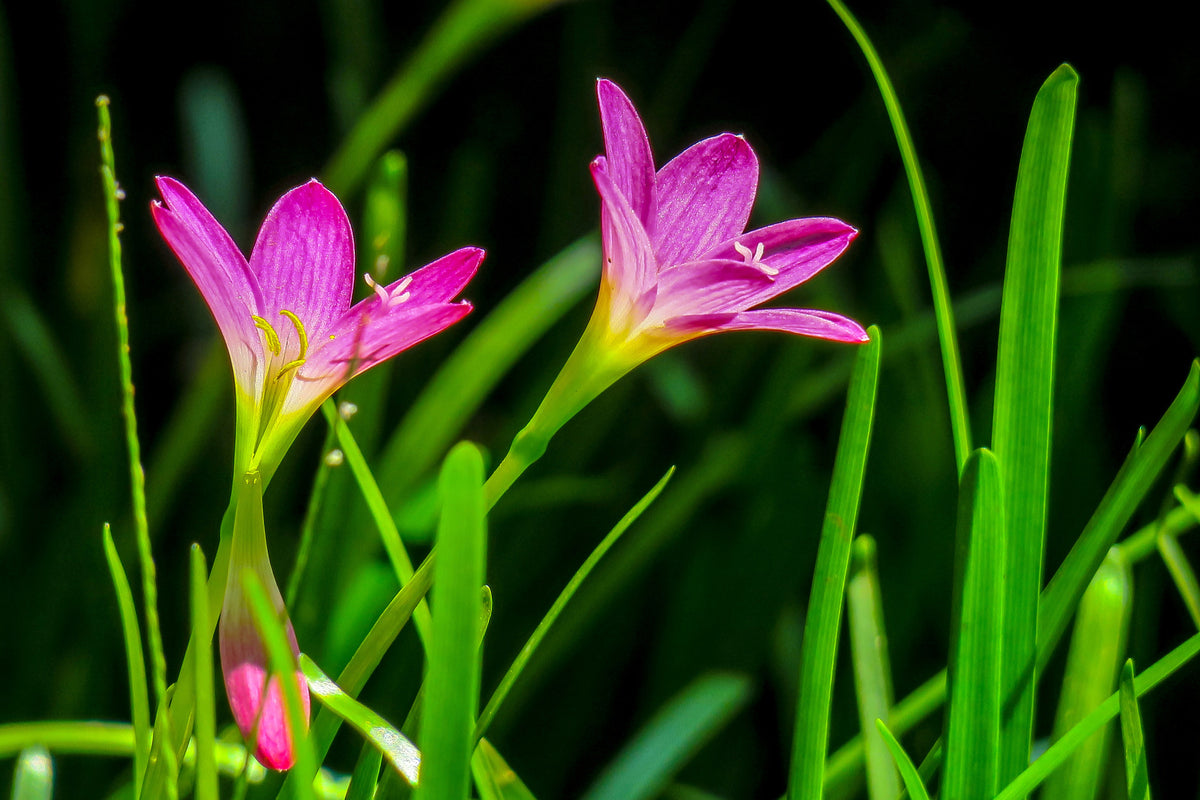 framedcanvas-print-flowers-in-nature