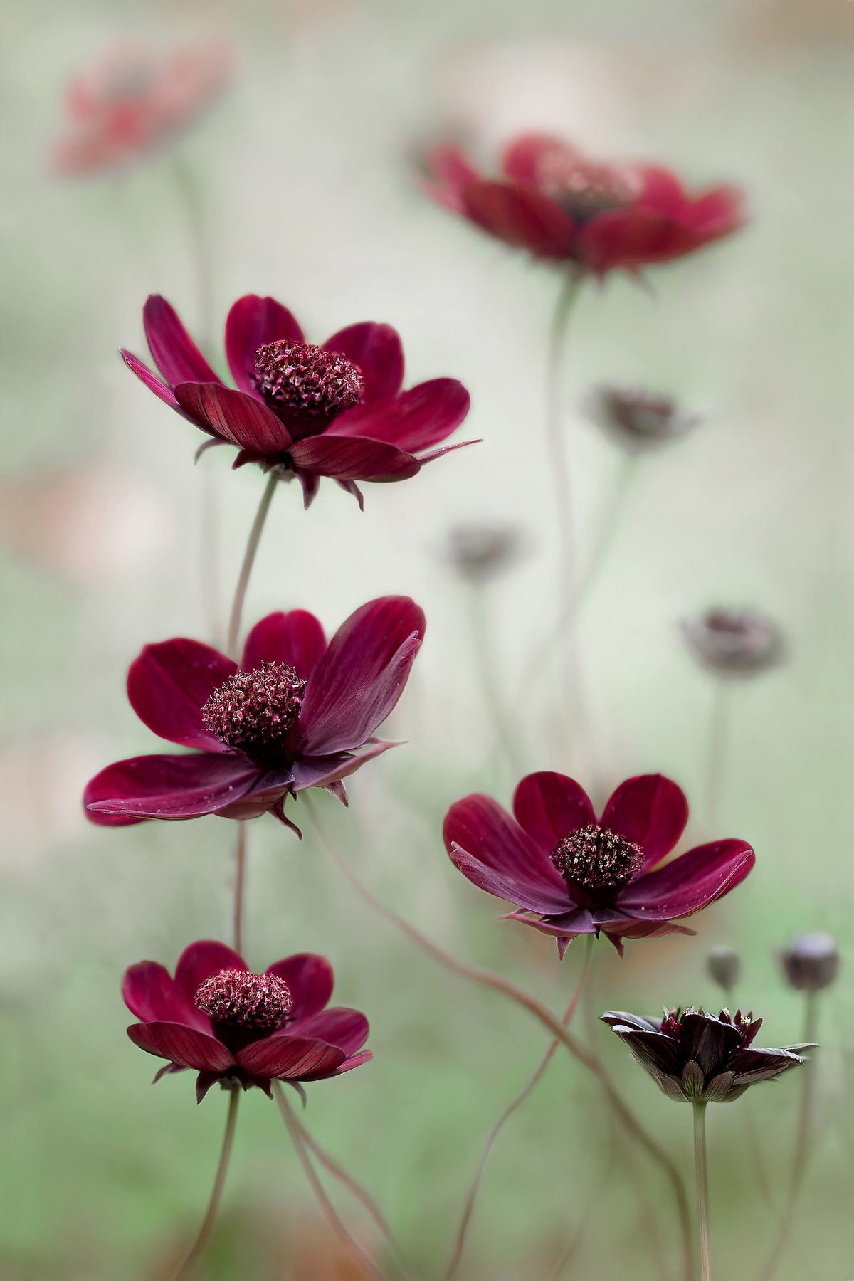 poster-print-cosmos-sway-x