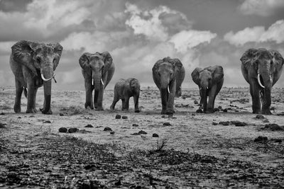 poster-print-big-family