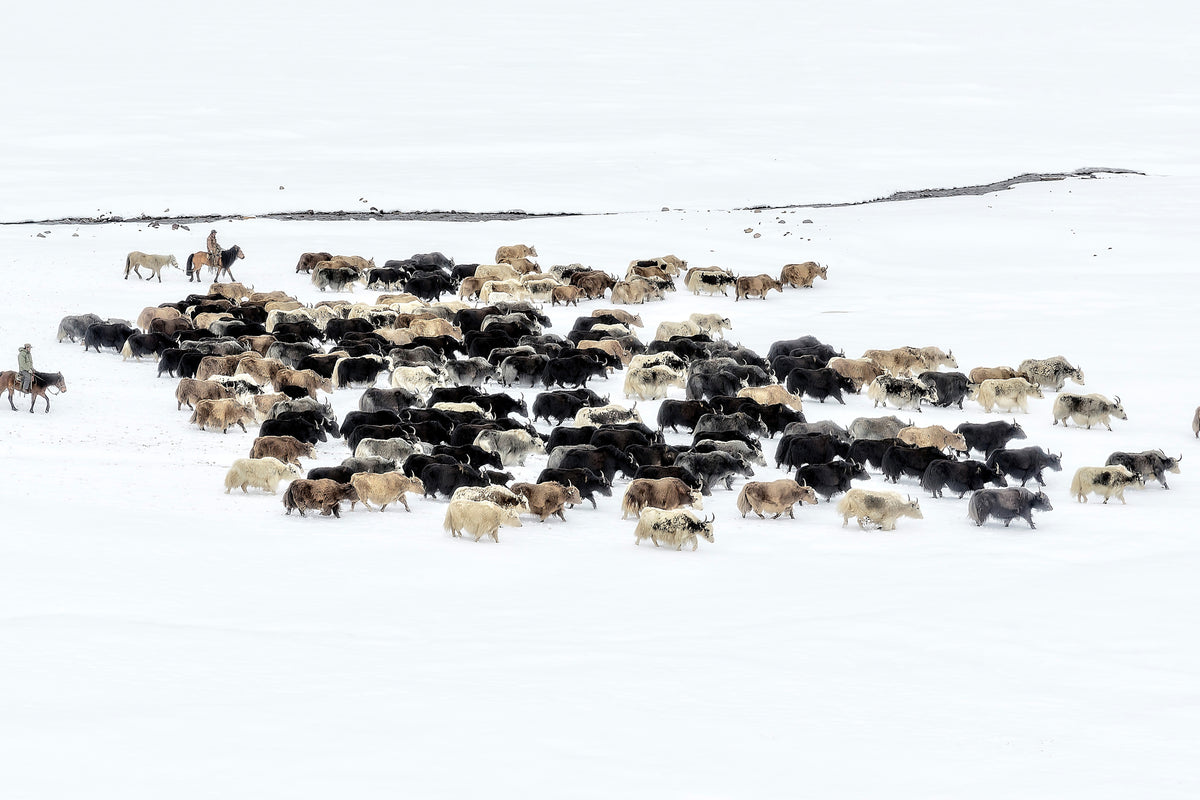 canvas-print-yaks-in-snow