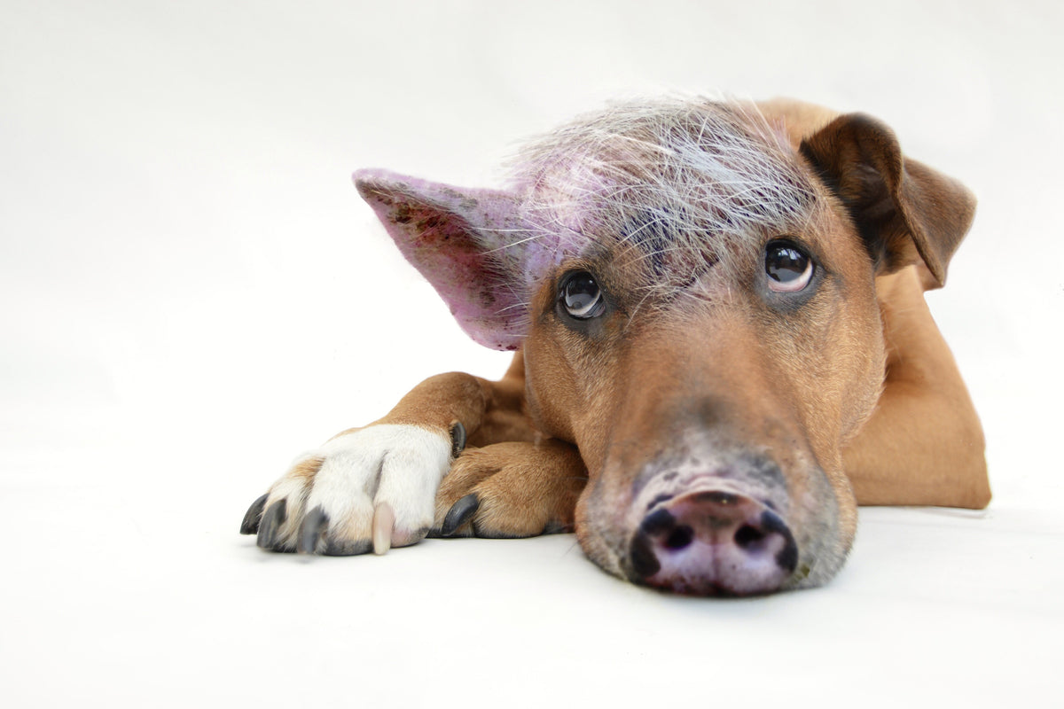 3-piece-canvas-print-the-funny-pig-dog