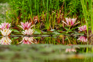 3-piece-aluminium-print-wild-water-lilies