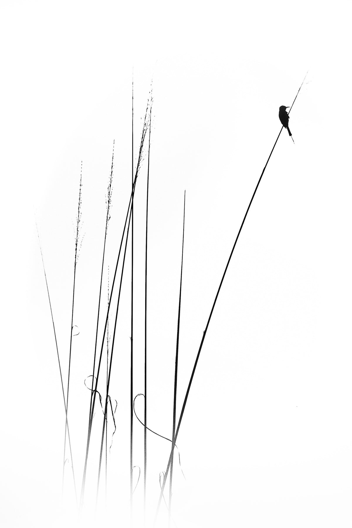acrylic-print-a-sabbatical-x