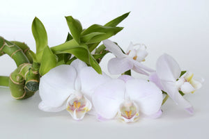 3-piece-aluminium-print-orchid-and-bamboo