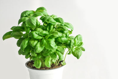 poster-print-basil-in-the-pot