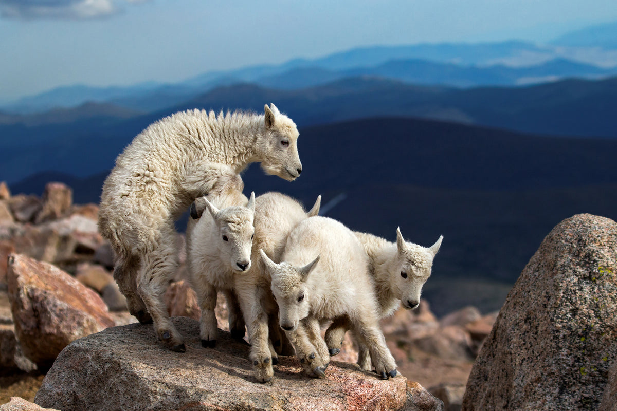 canvas-print-baby-goats-at-play-x