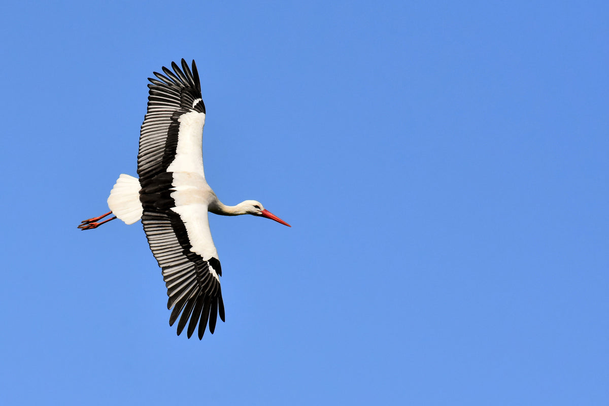 framedcanvas-print-the-stork-in-action