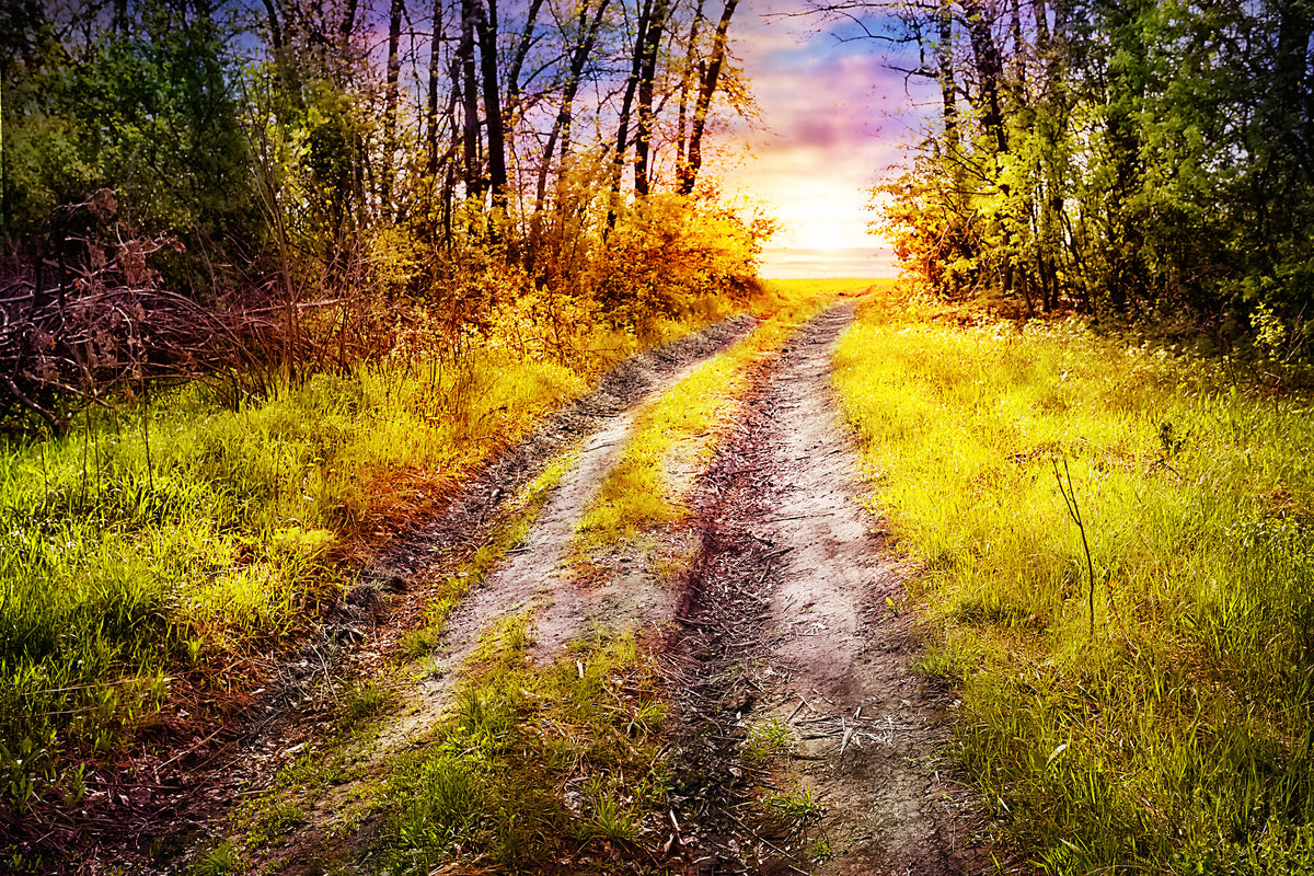 canvas-print-the-forest-path