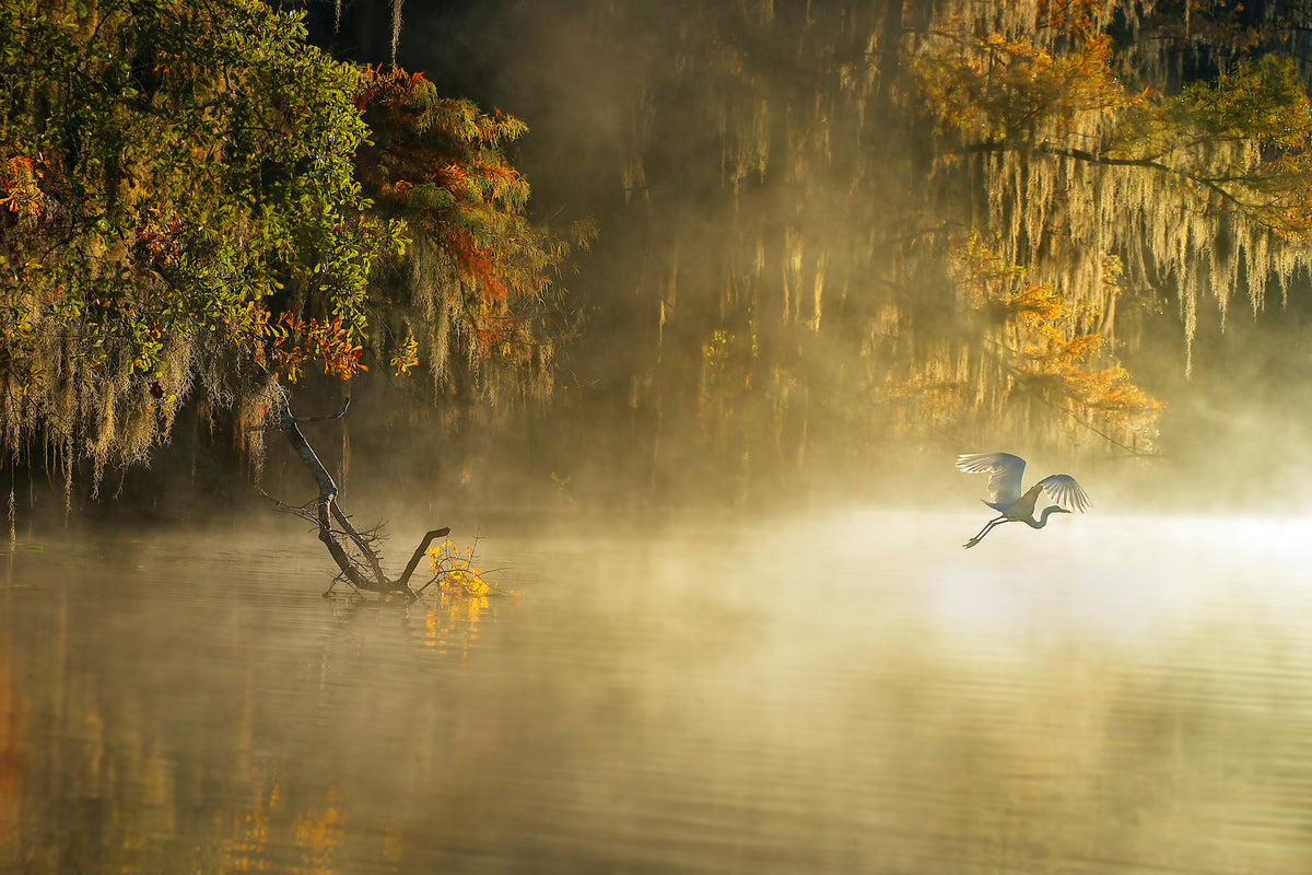 framedposter-print-egret