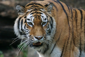 aluminium-print-xl-tiger