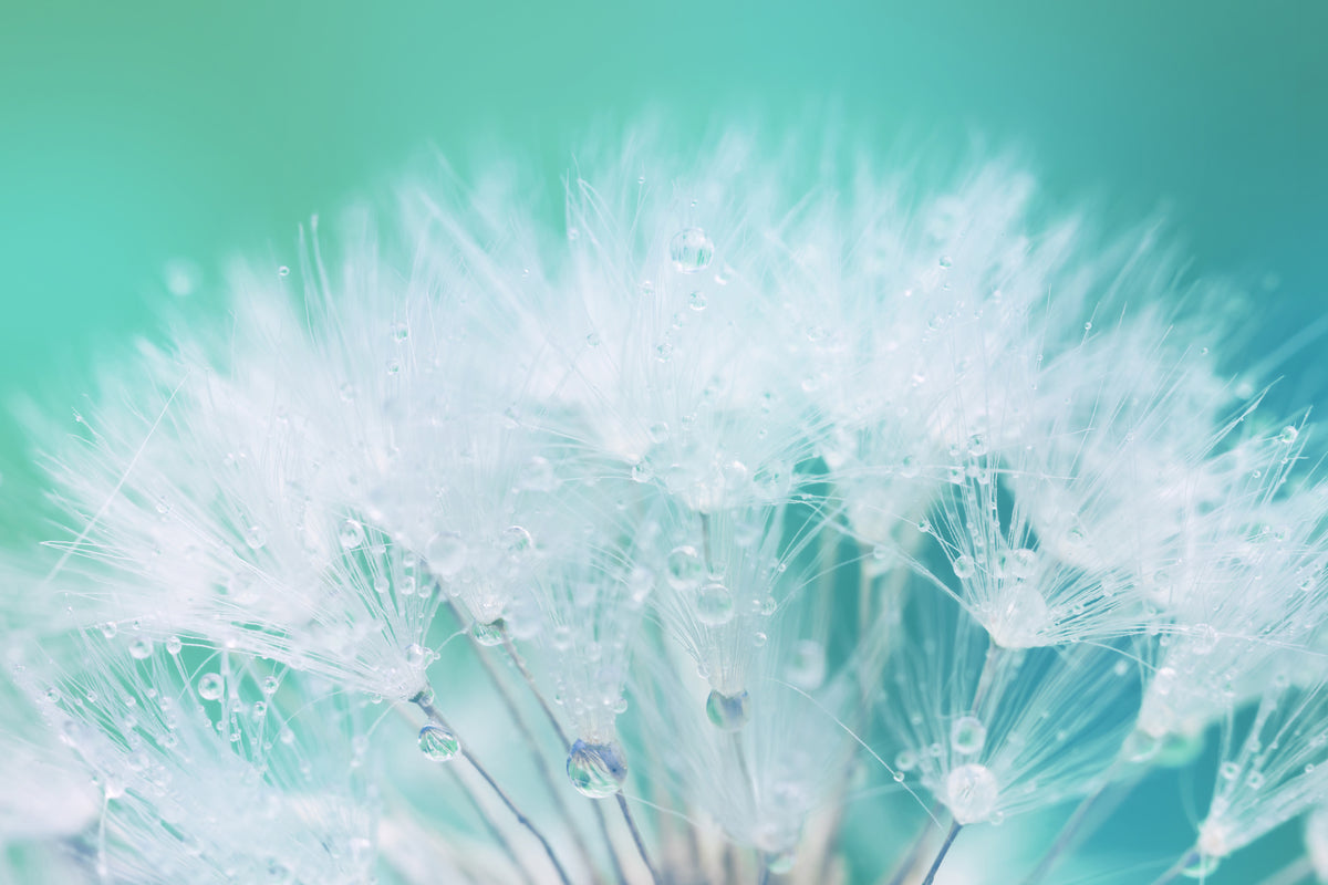 modern-3-piece-canvas-print-close-up-dandelion-in-morning-dew