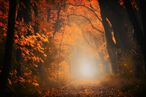 canvas-print-autumn-light-in-the-forest