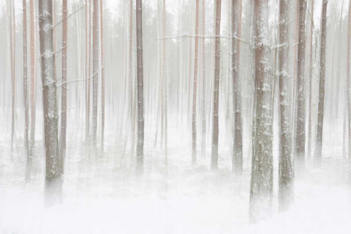 framedposter-print-winterforest-in-sweden-x