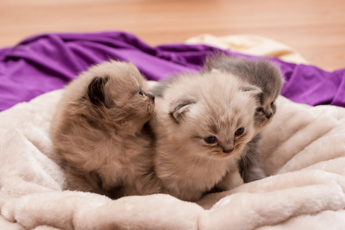 poster-print-kitten-trio-to-fall-in-love
