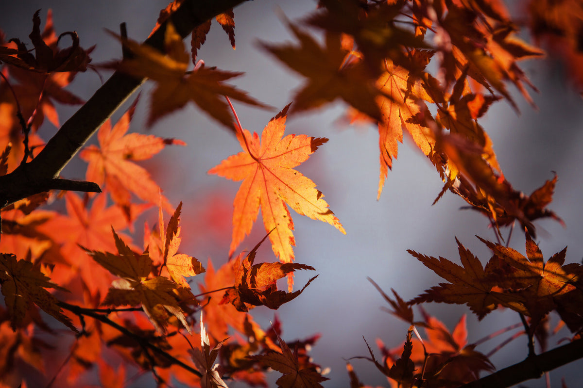 canvas-print-maple-leaves-in-autumn