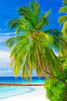 framedcanvas-print-the-palm