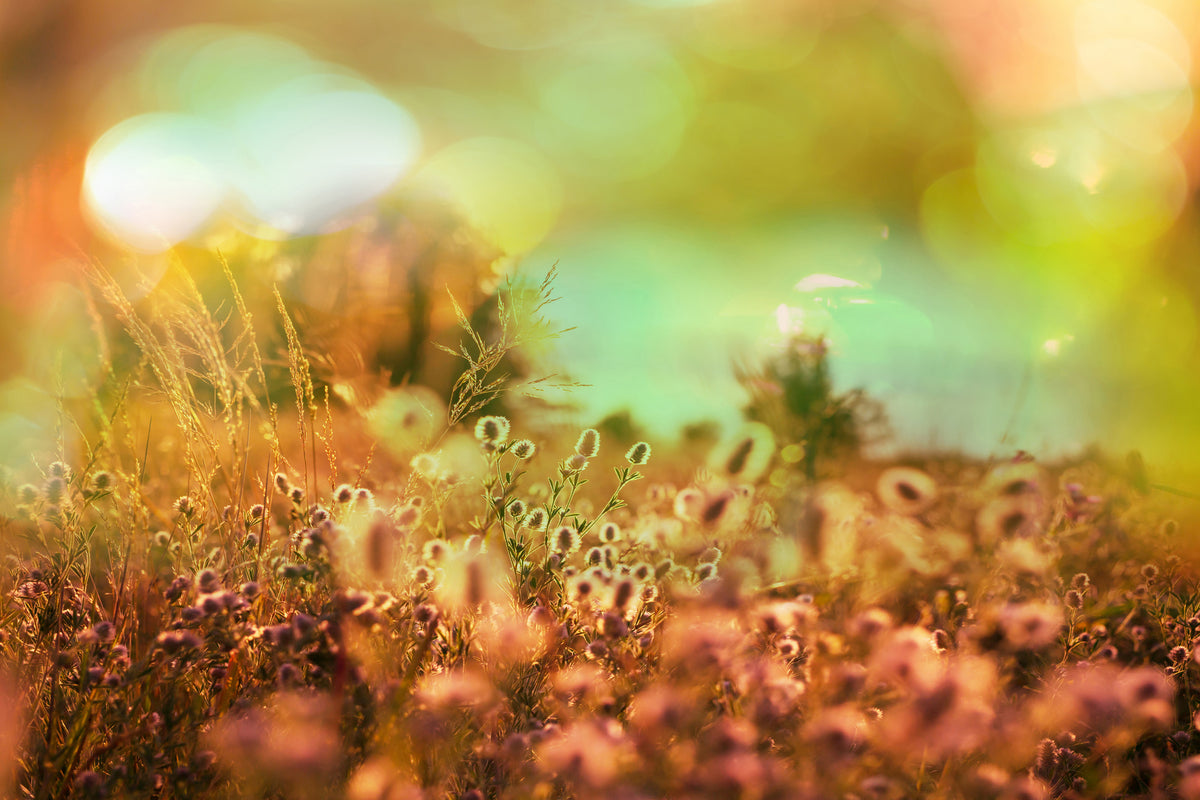 aluminium-print-flower-meadow-at-twilight