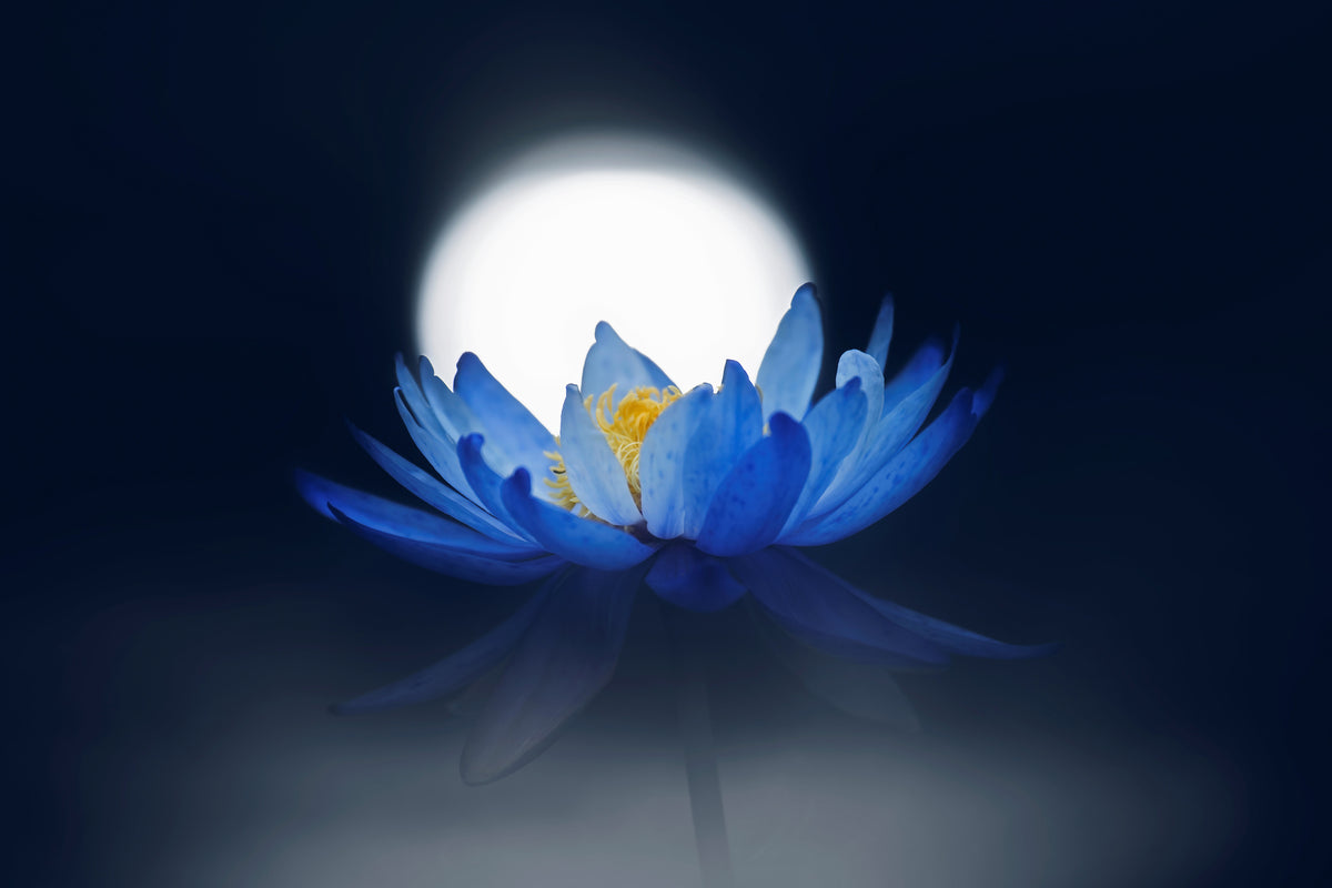 aluminium-print-fleeting-dream-x