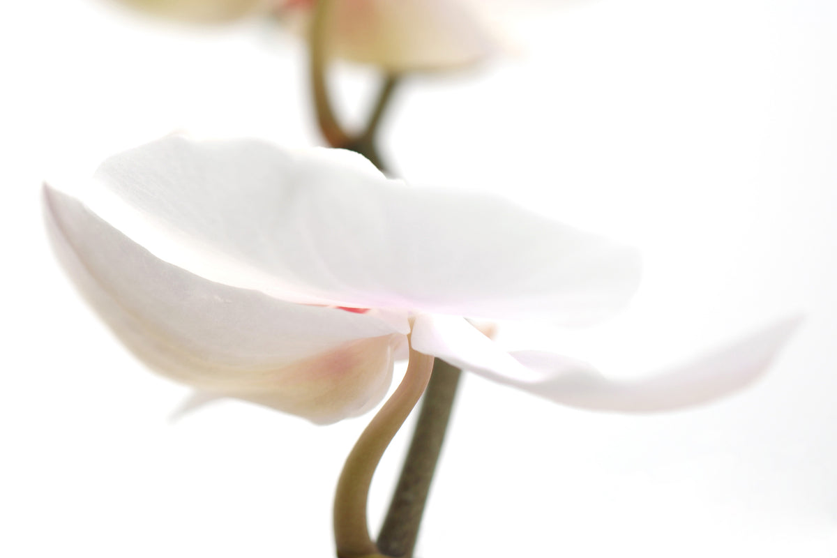 framedcanvas-print-xxl-orchid-flower