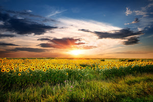 3-piece-acrylic-print-a-field-of-sunflowers